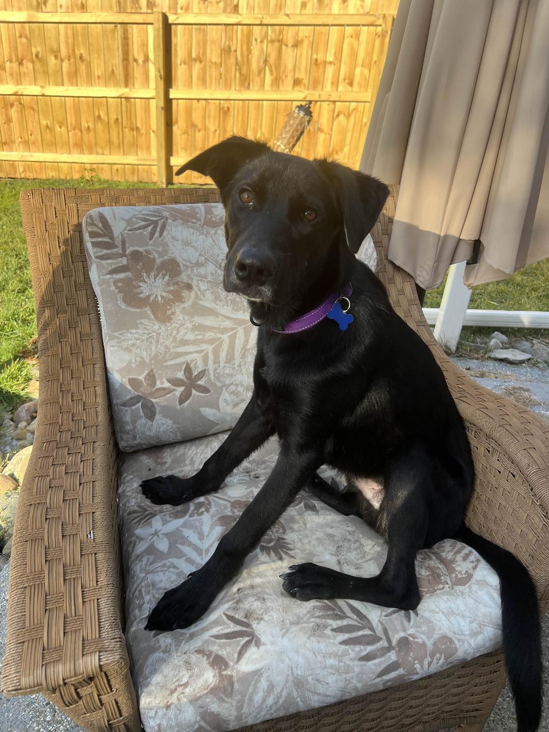 Leo, a Adoptable mixed breed in Eaton Rapids, MI image 3/6