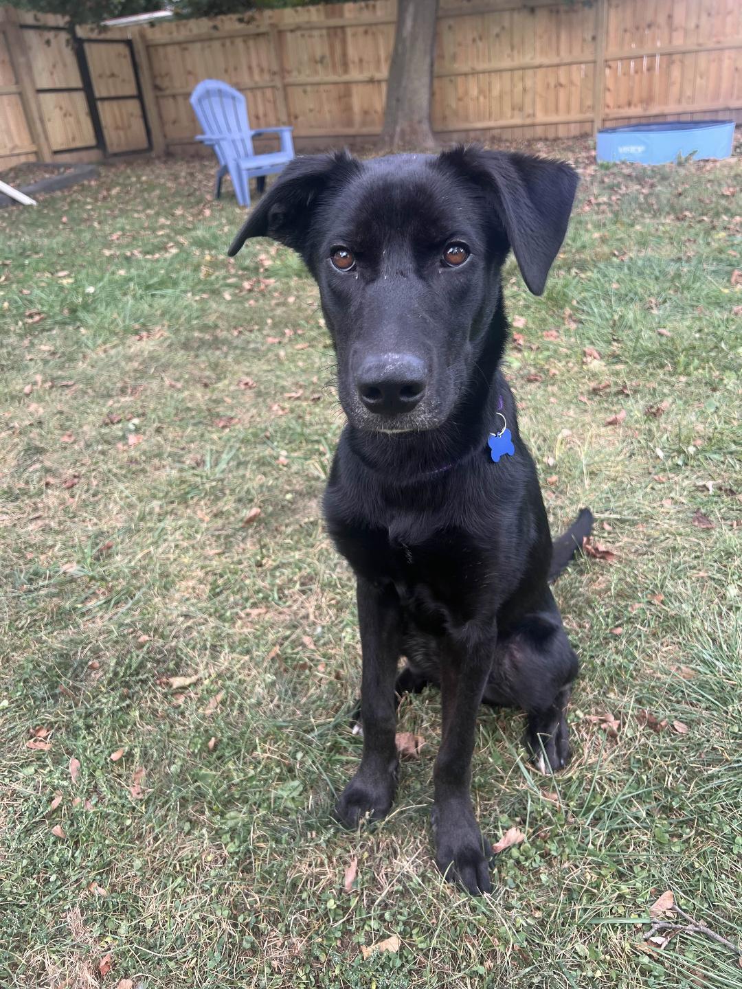 Leo, a Adoptable mixed breed in Eaton Rapids, MI image 4/6