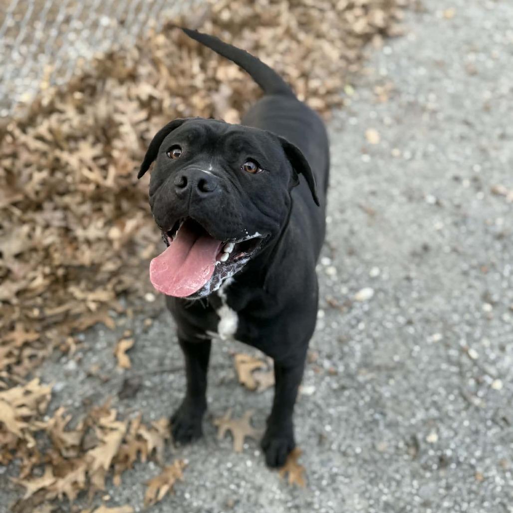 Enlarge Jax, a Adoptable mixed breed in Martinsville, VA image 1/6