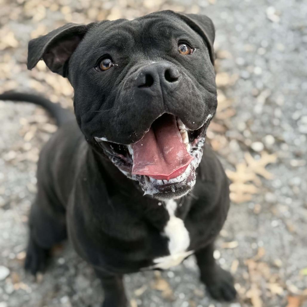 Enlarge Jax, a Adoptable mixed breed in Martinsville, VA image 2/6