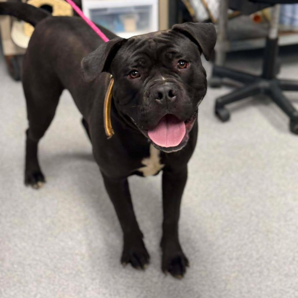 Enlarge Jax, a Adoptable mixed breed in Martinsville, VA image 3/6