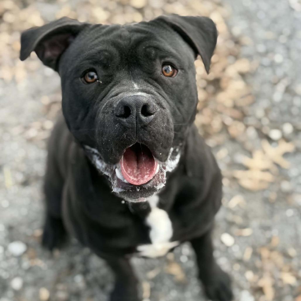 Enlarge Jax, a Adoptable mixed breed in Martinsville, VA image 4/6