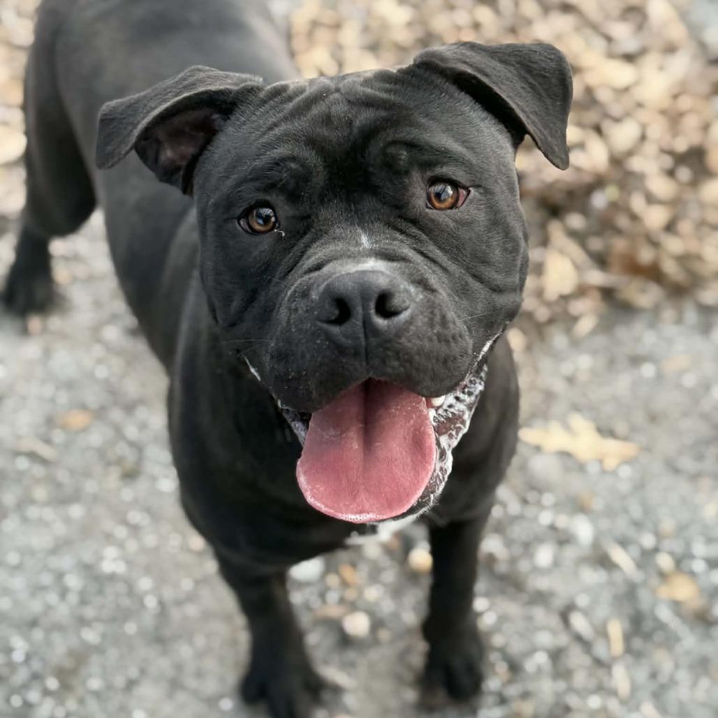 Enlarge Jax, a Adoptable mixed breed in Martinsville, VA image 5/6