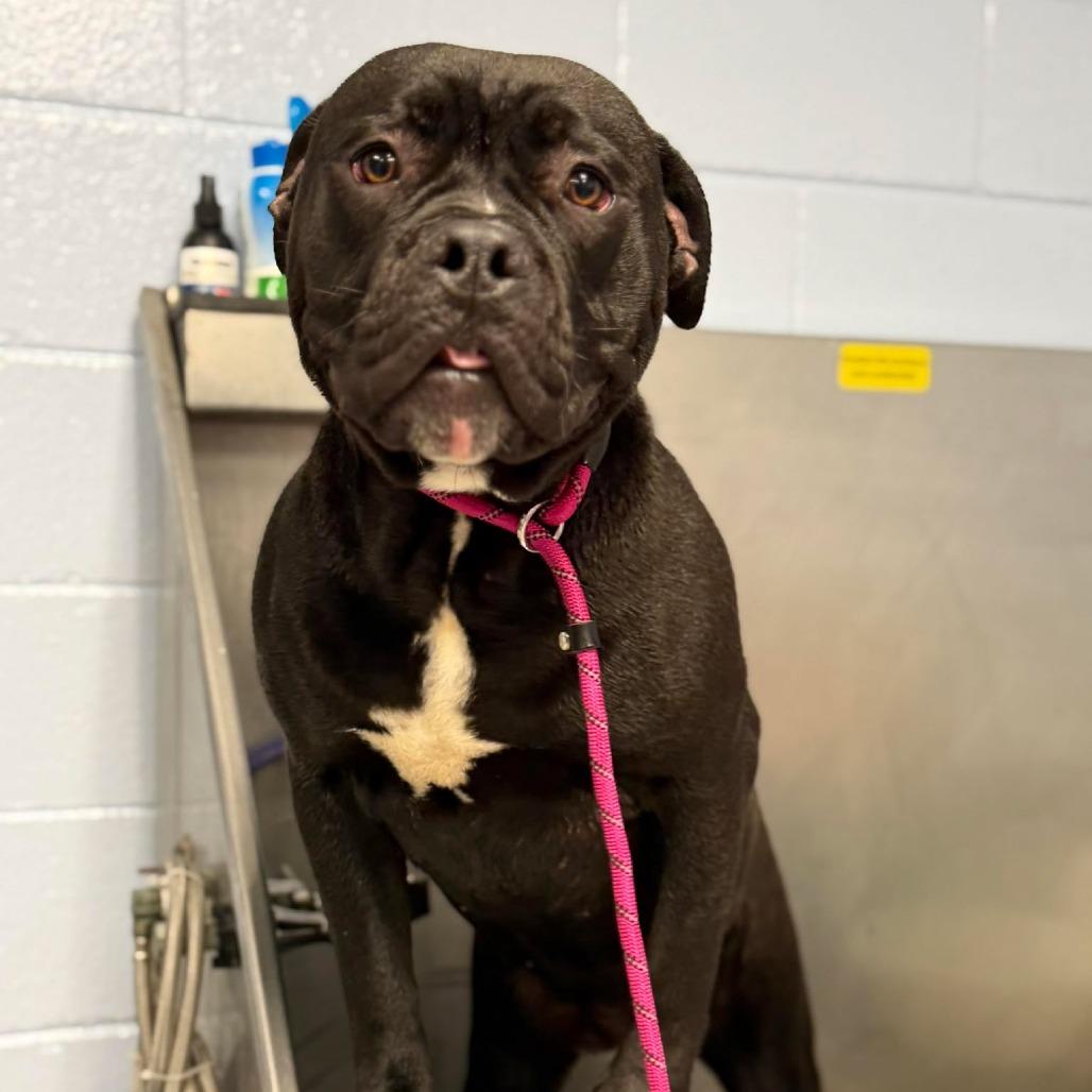 Enlarge Jax, a Adoptable mixed breed in Martinsville, VA image 6/6