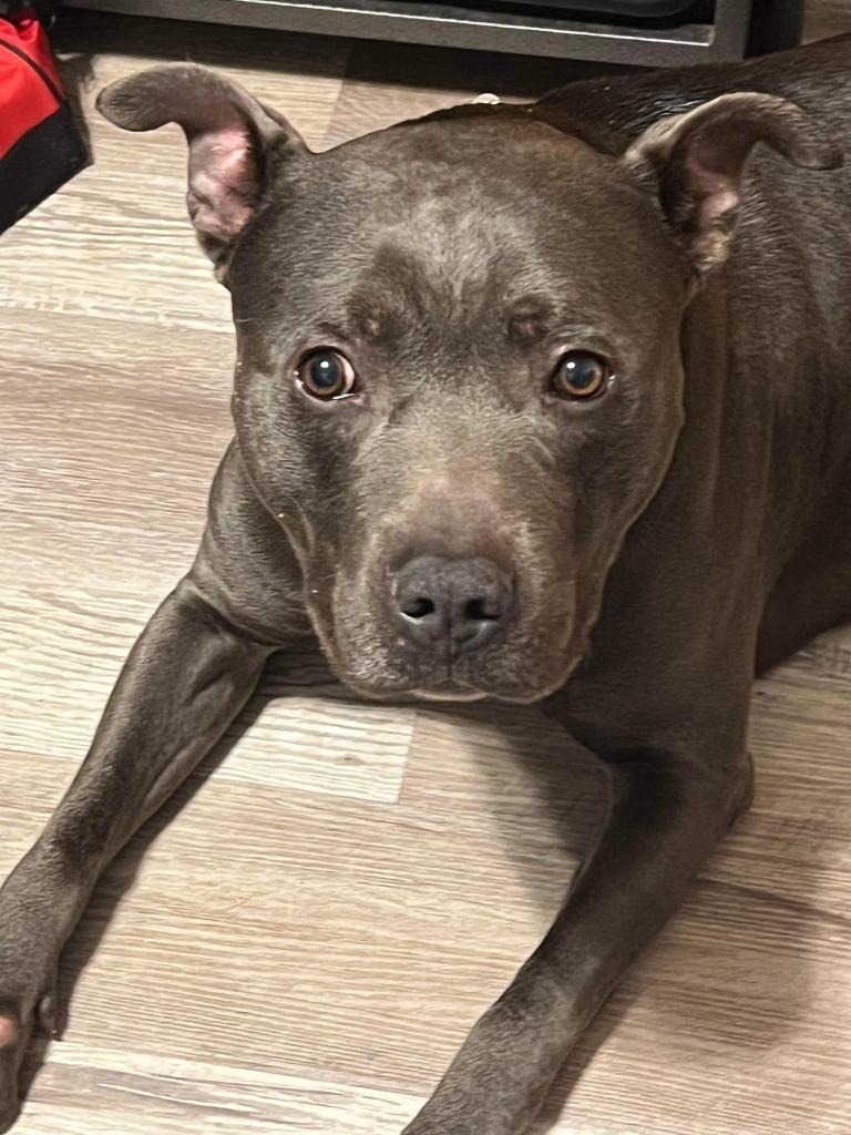 Enlarge Quantum, a Adoptable Pit Bull Terrier in Richfield, WI image 1/6