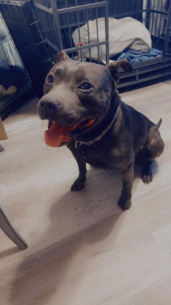 Enlarge Quantum, a Adoptable Pit Bull Terrier in Richfield, WI image 4/6