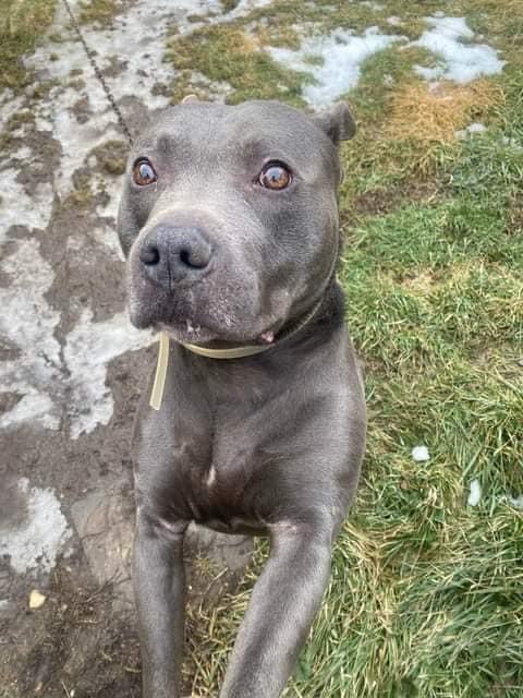 Enlarge Quantum, a Adoptable Pit Bull Terrier in Richfield, WI image 5/6