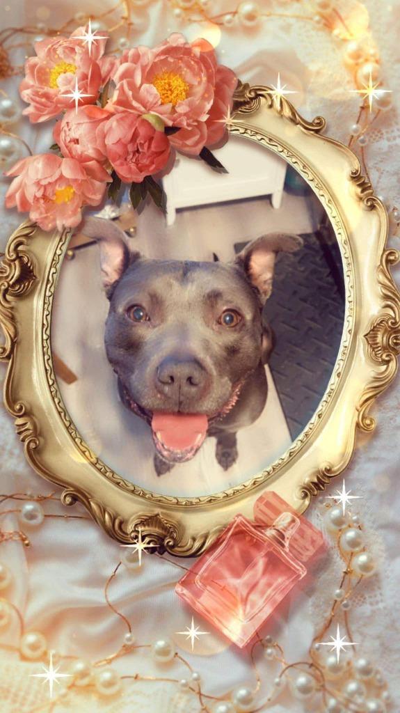 Enlarge Quantum, a Adoptable Pit Bull Terrier in Richfield, WI image 6/6