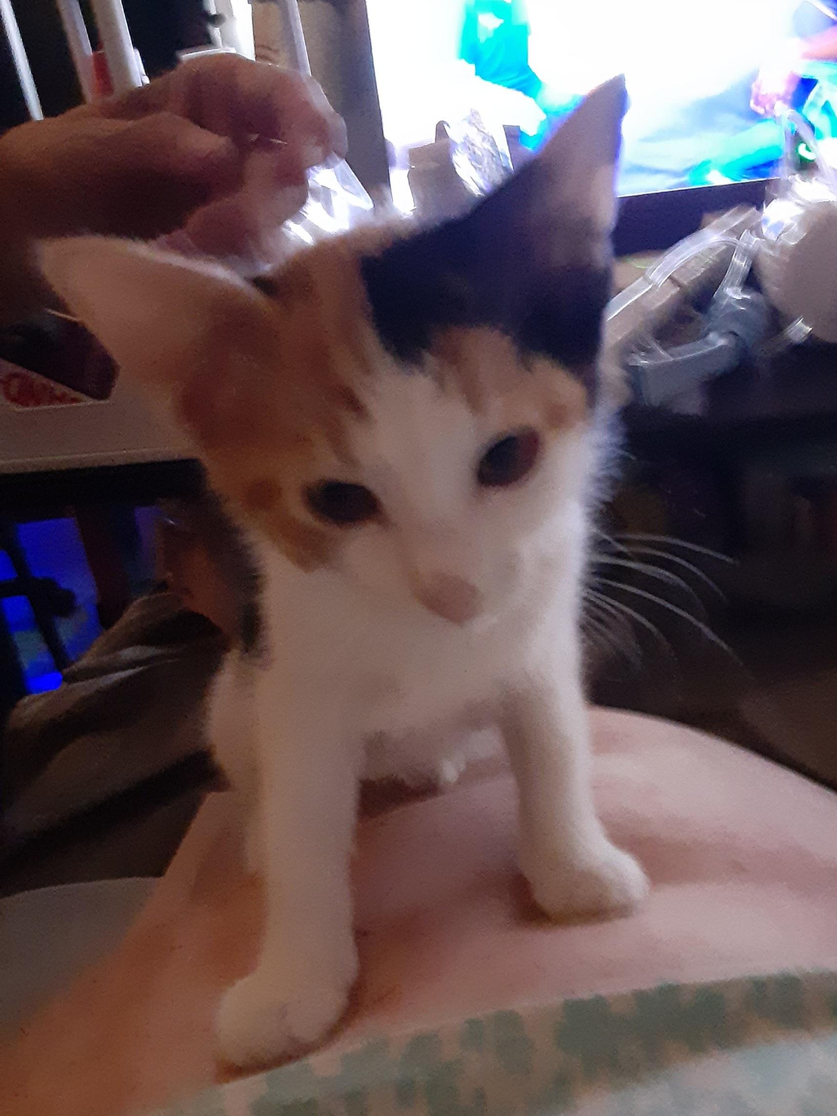 Lily, Adoptable, Kitten Female Calico.