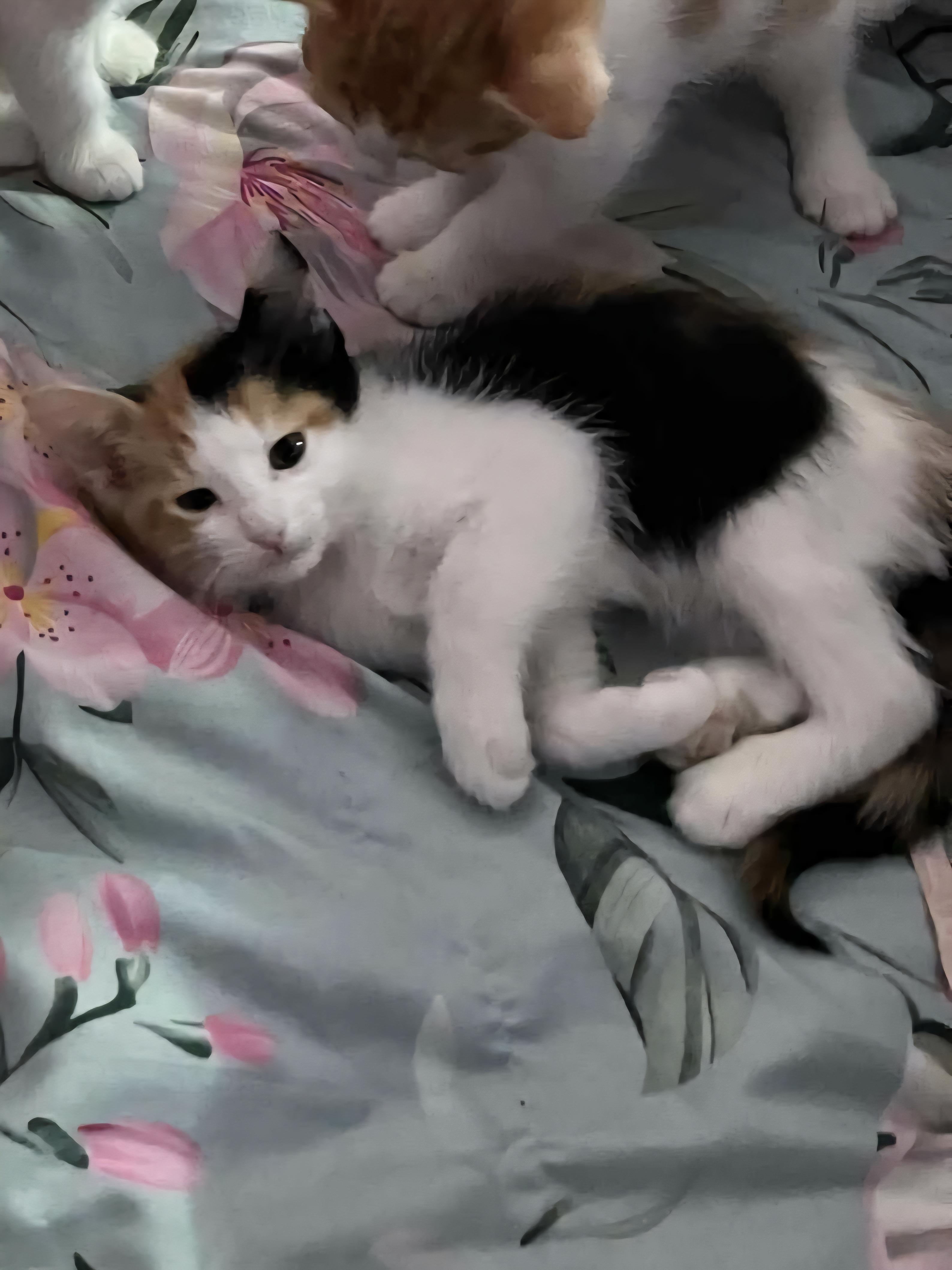 Enlarge Lily, a Adoptable Calico in Mesa, AZ image 2/5