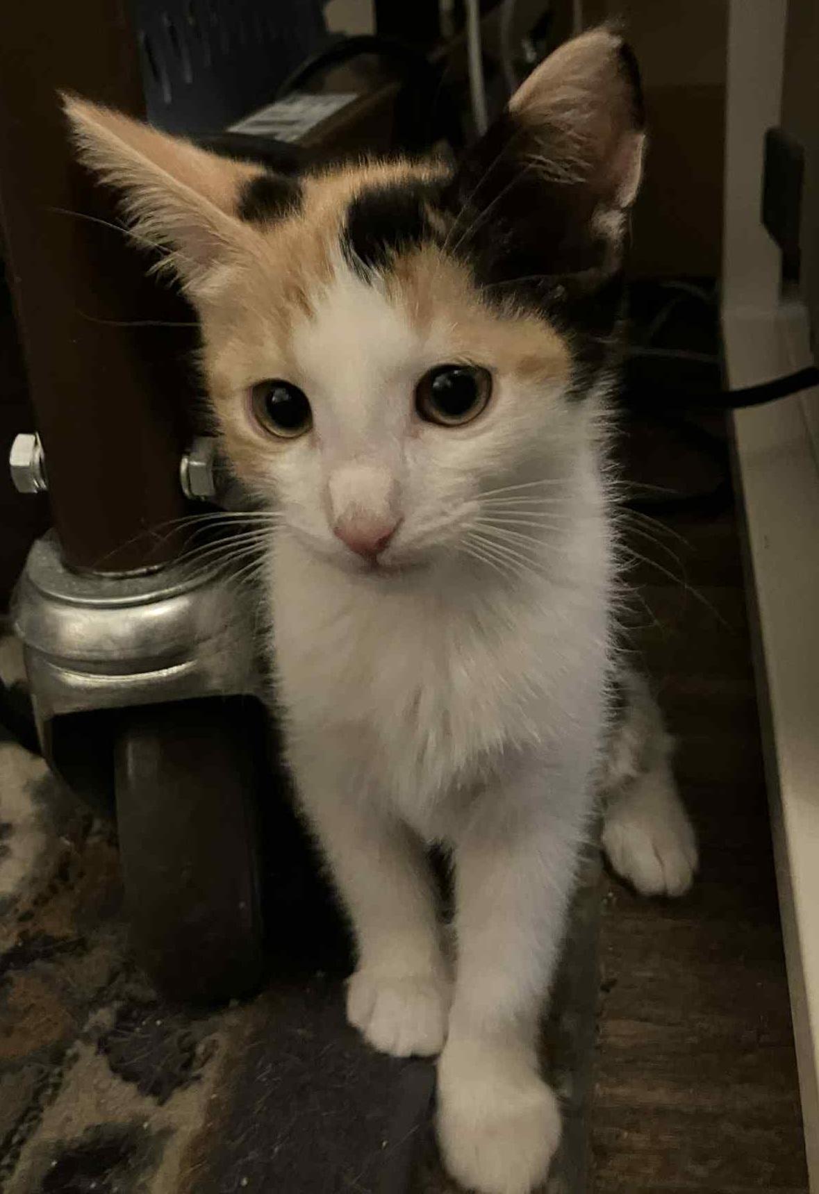 Enlarge Lily, a Adoptable Calico in Mesa, AZ image 3/5