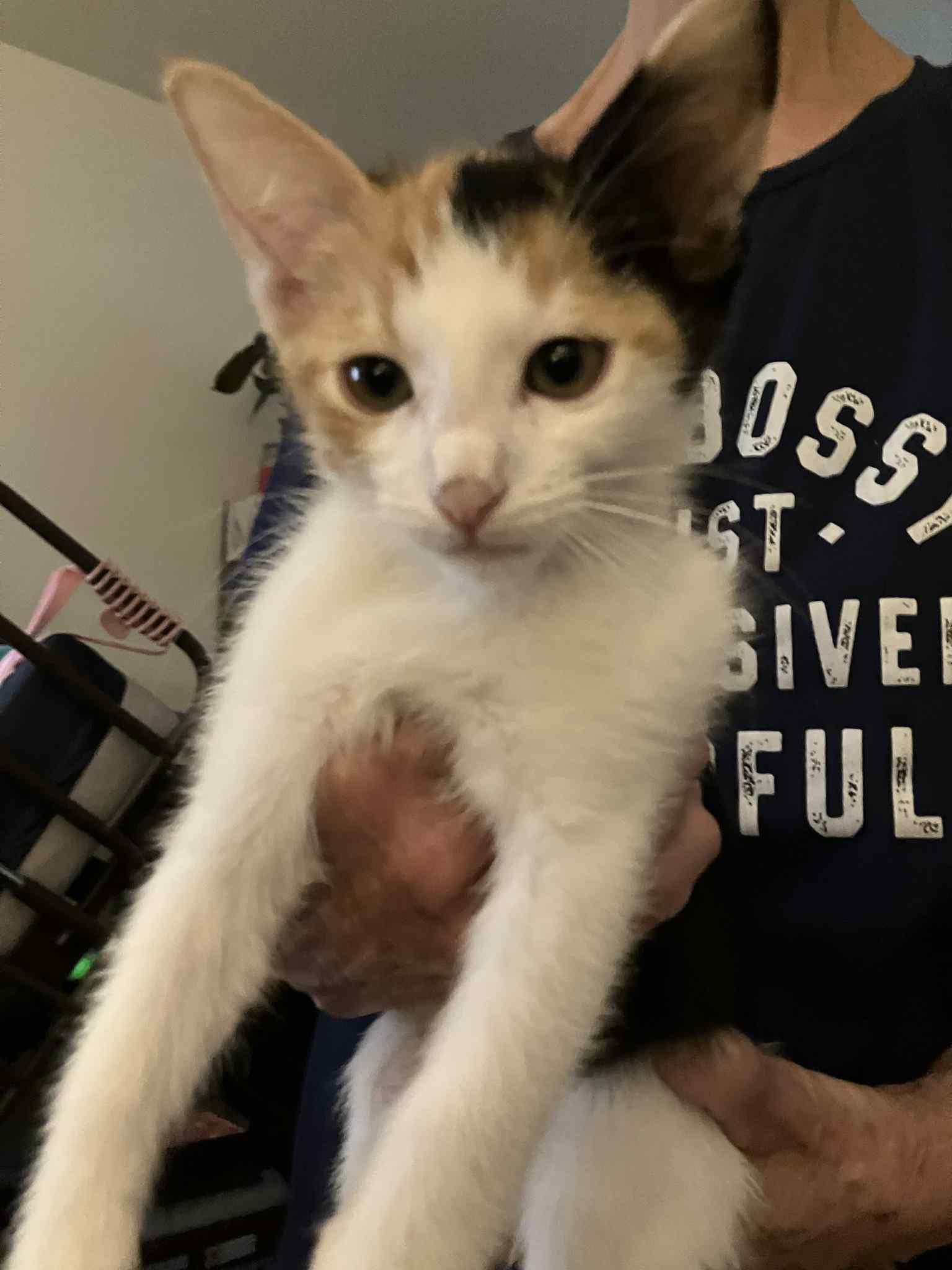 Enlarge Lily, a Adoptable Calico in Mesa, AZ image 4/5