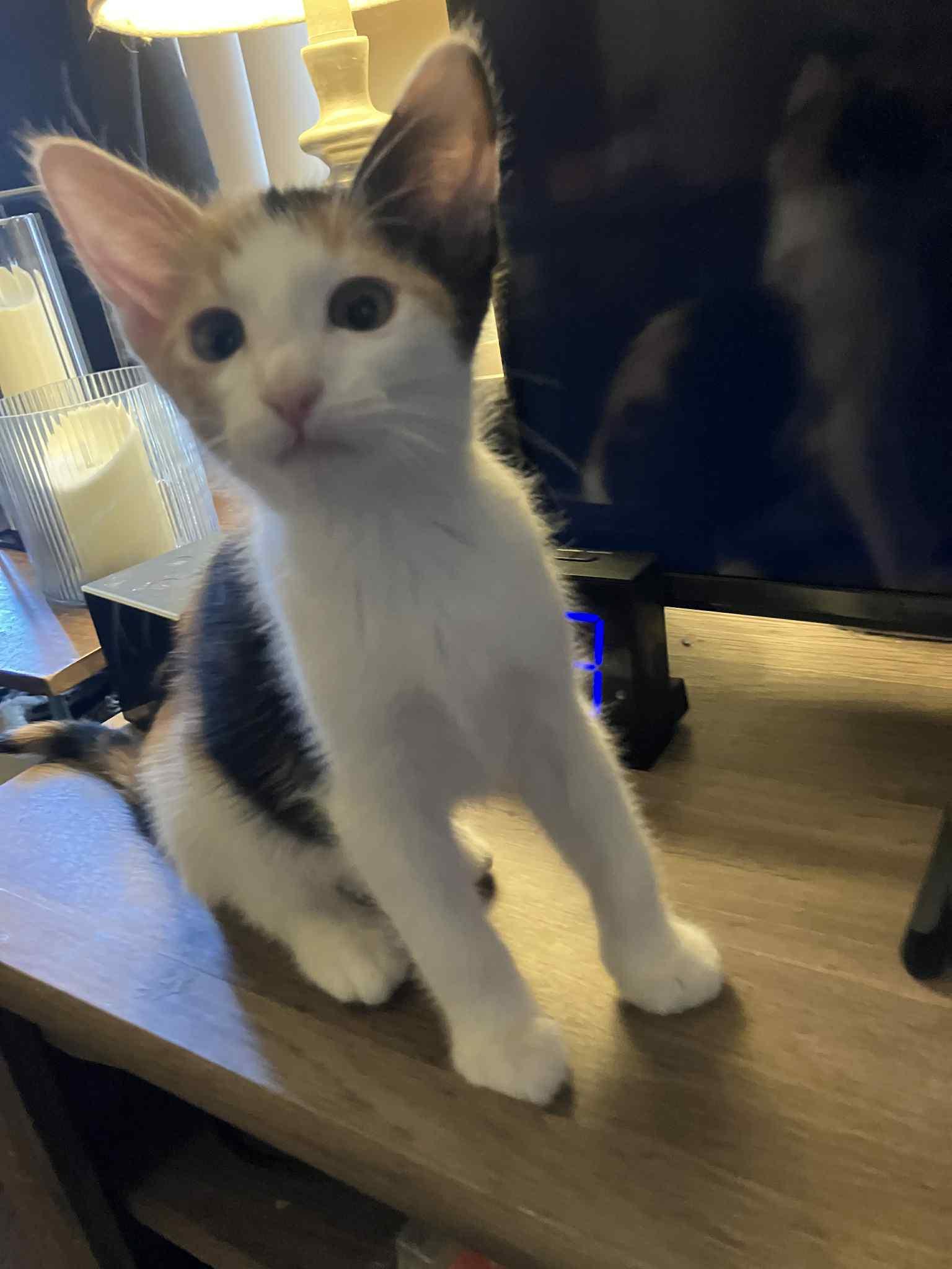 Enlarge Lily, a Adoptable Calico in Mesa, AZ image 5/5