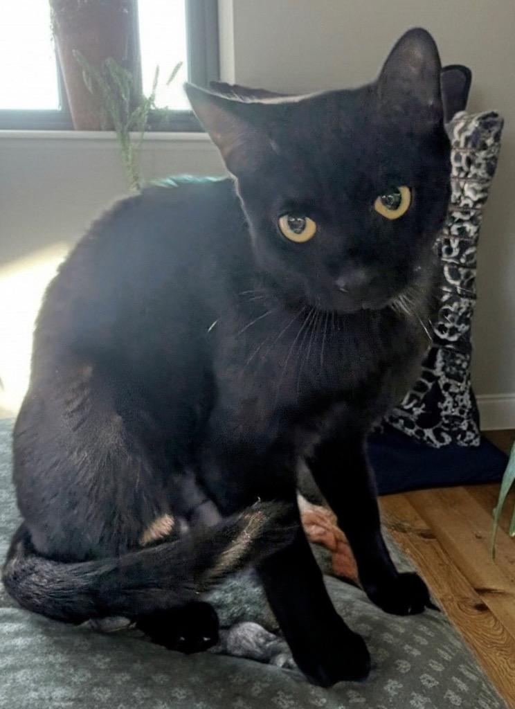 Bellatrix-Friendly and Loving!, Adoptable, Young Female Domestic Short Hair.