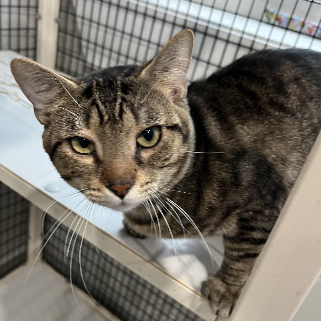 Gus, Adoptable, Young Male Domestic Short Hair.