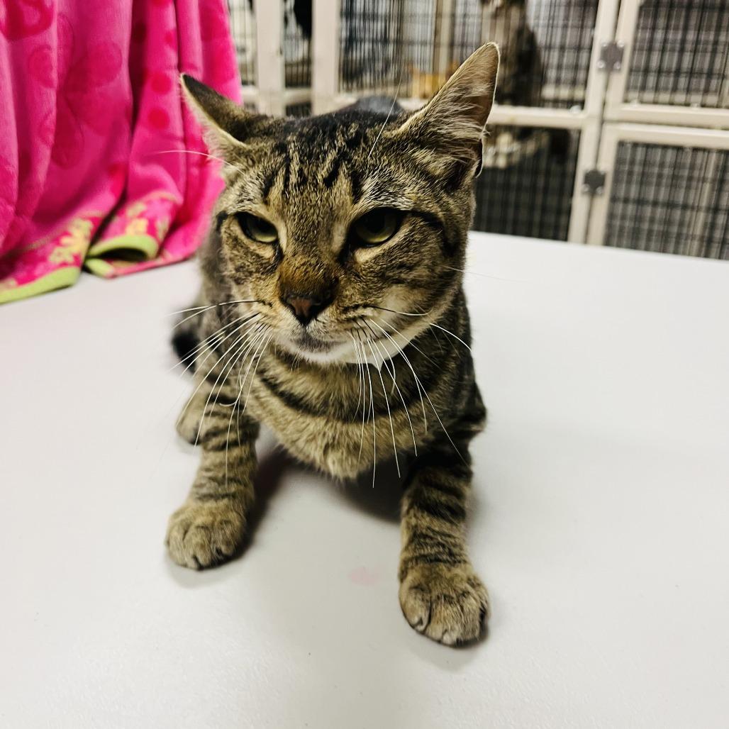 Gus, Adoptable, Young Male Domestic Short Hair.