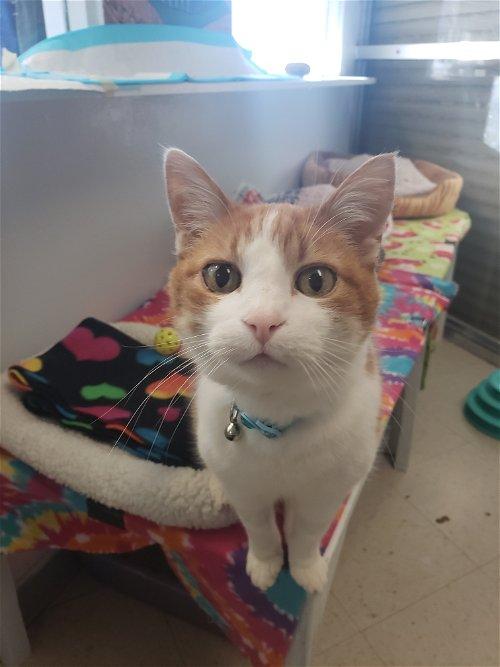 Enlarge Jack, a Adoptable mixed breed in Lakewood, CO image 1/6