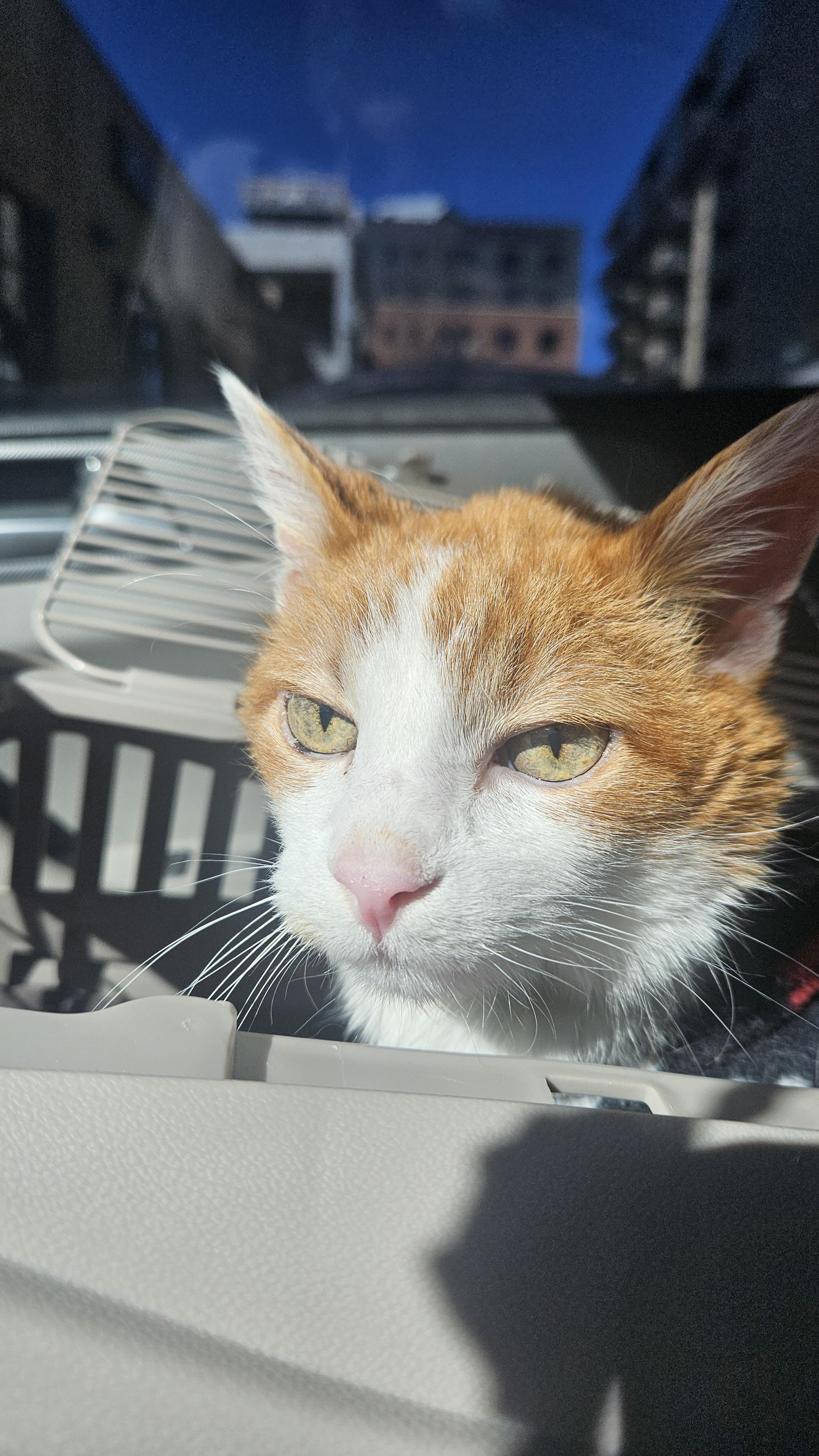 Enlarge Jack, a Adoptable mixed breed in Lakewood, CO image 3/6