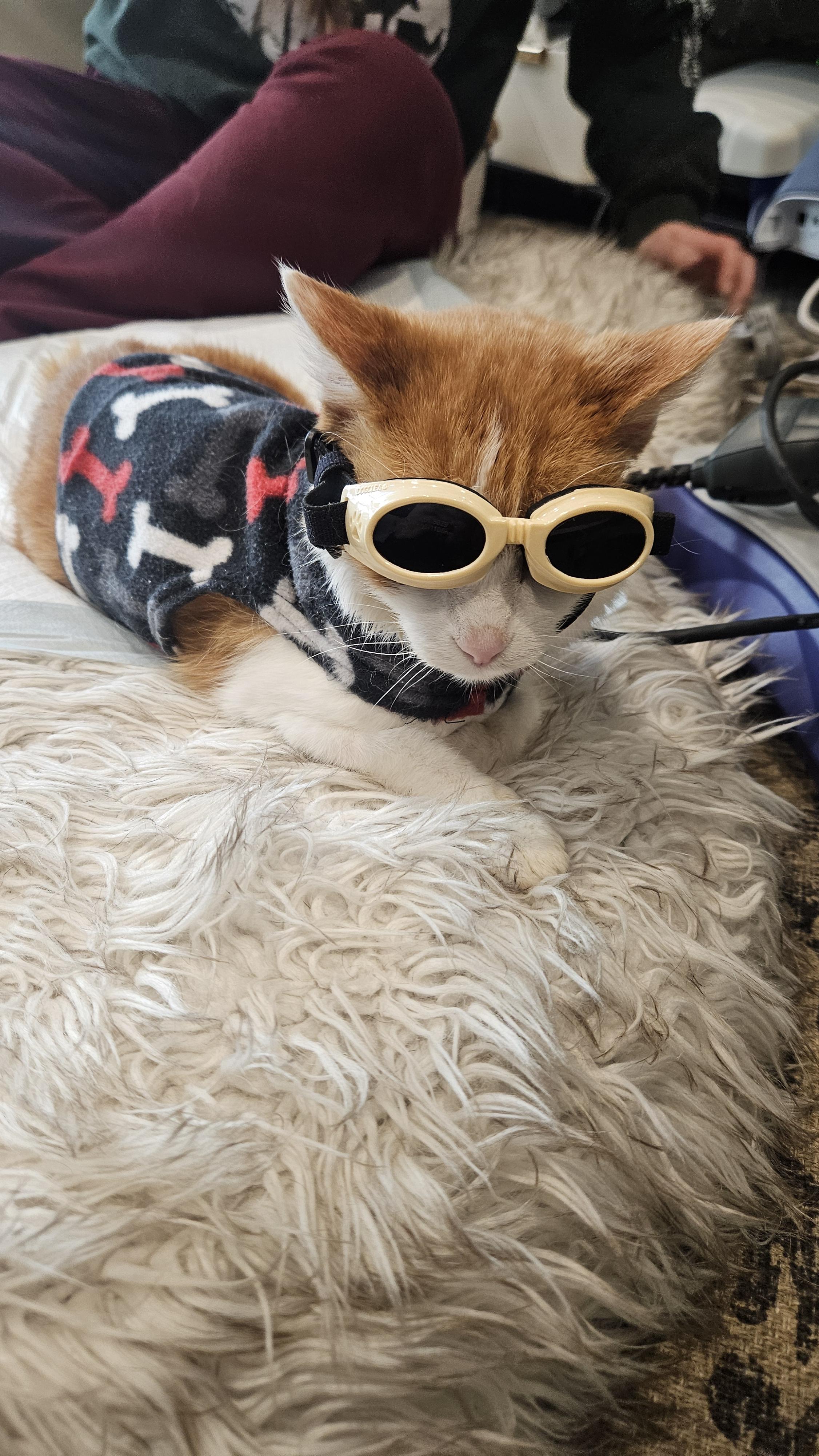 Enlarge Jack, a Adoptable mixed breed in Lakewood, CO image 6/6