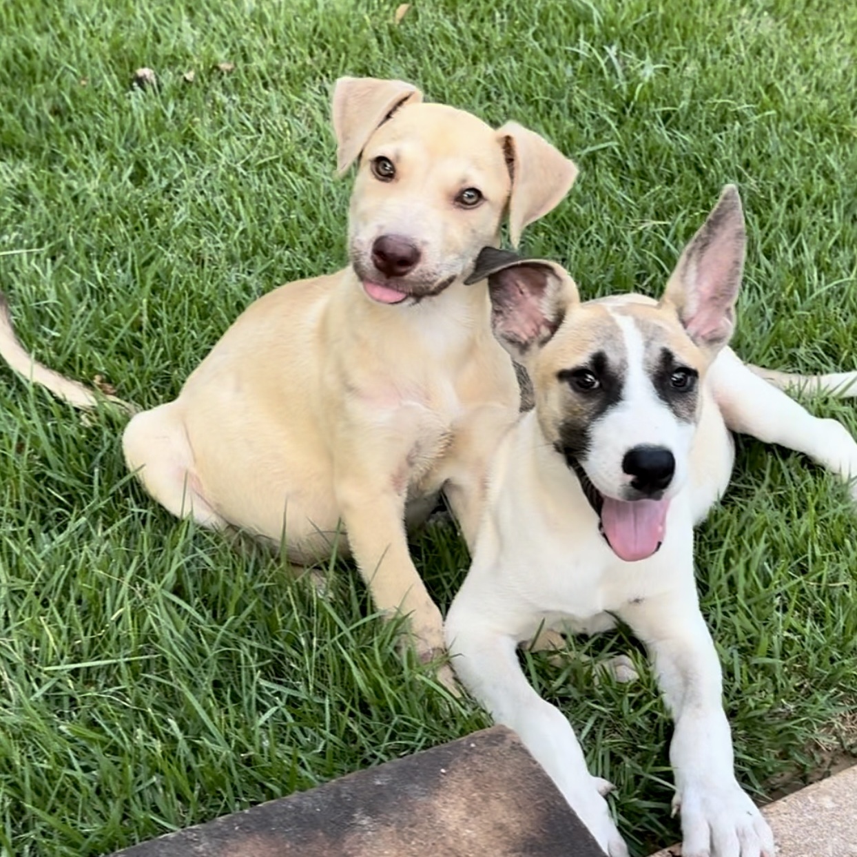 Dog for adoption Frankie, a Mixed Breed in Grand Rapids, MI Petfinder