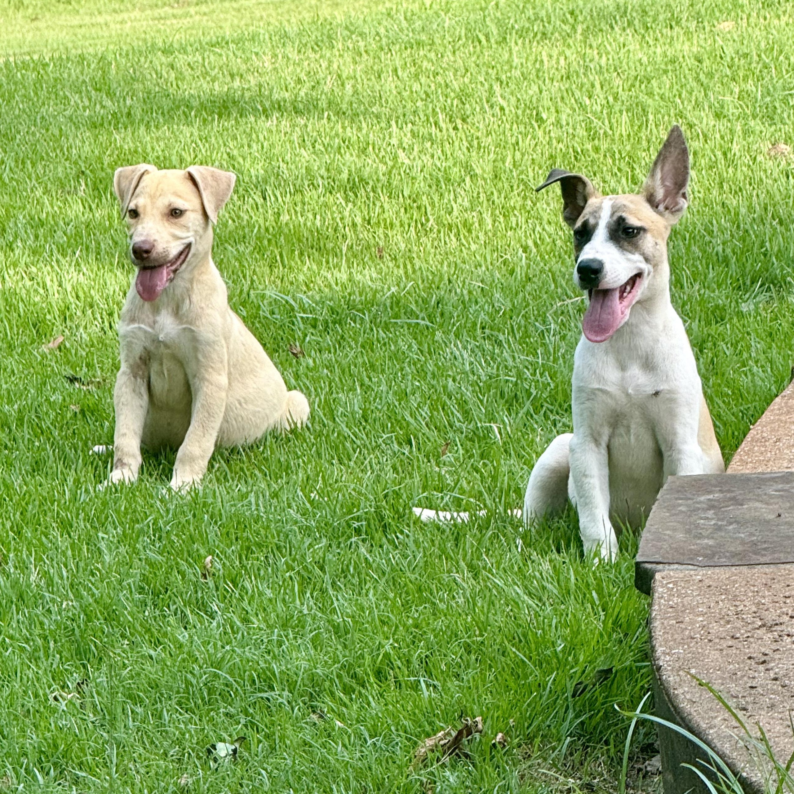 Dog for adoption Frankie, a Mixed Breed in Grand Rapids, MI Petfinder