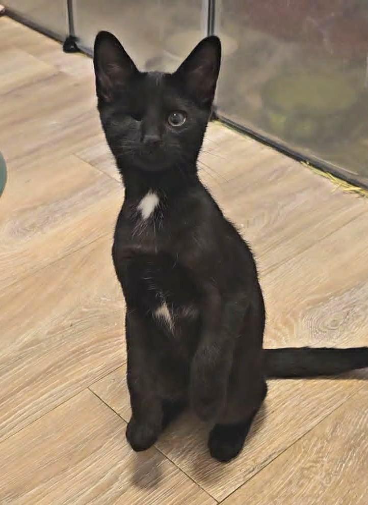 Capellini et Spaghettini, an adopted Domestic Short Hair in Chertsey, QC image 2/3