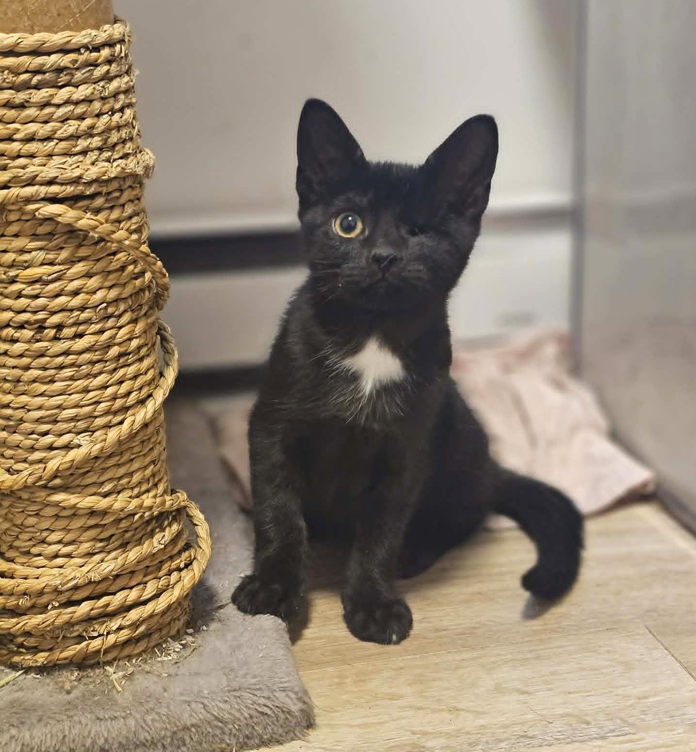 Capellini et Spaghettini, an adopted Domestic Short Hair in Chertsey, QC image 3/3