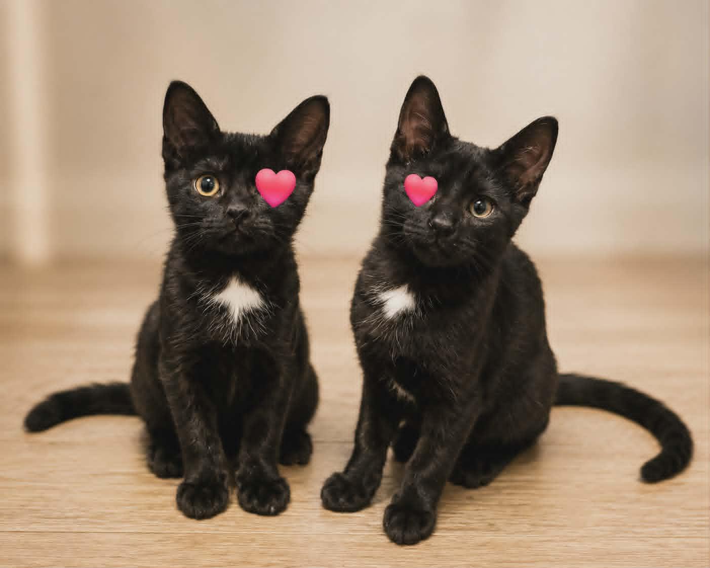 Capellini et Spaghettini, adopted, Kitten Male Domestic Short Hair.