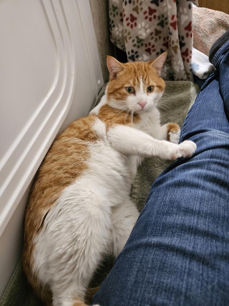 Enlarge STEWIE, a Adopted Tabby in Chalfont, PA image 1/1