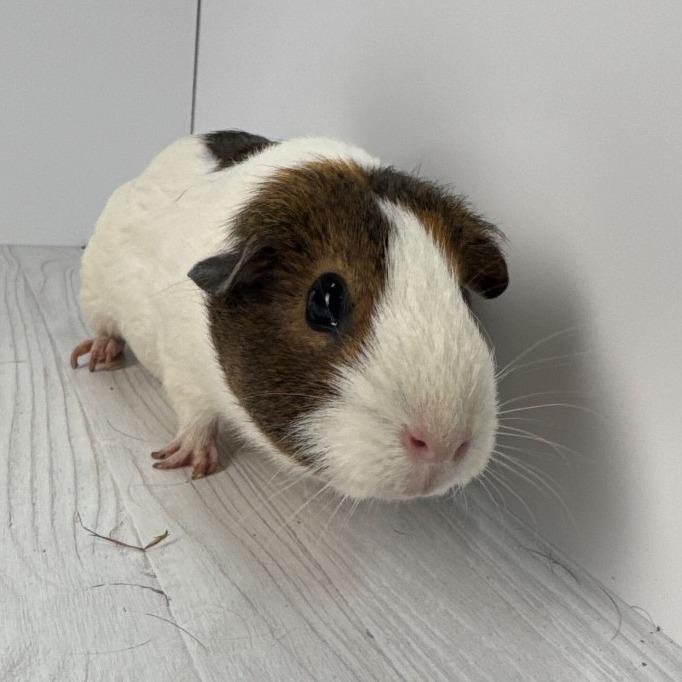 Starmie, Adoptable, Young Female Guinea Pig.