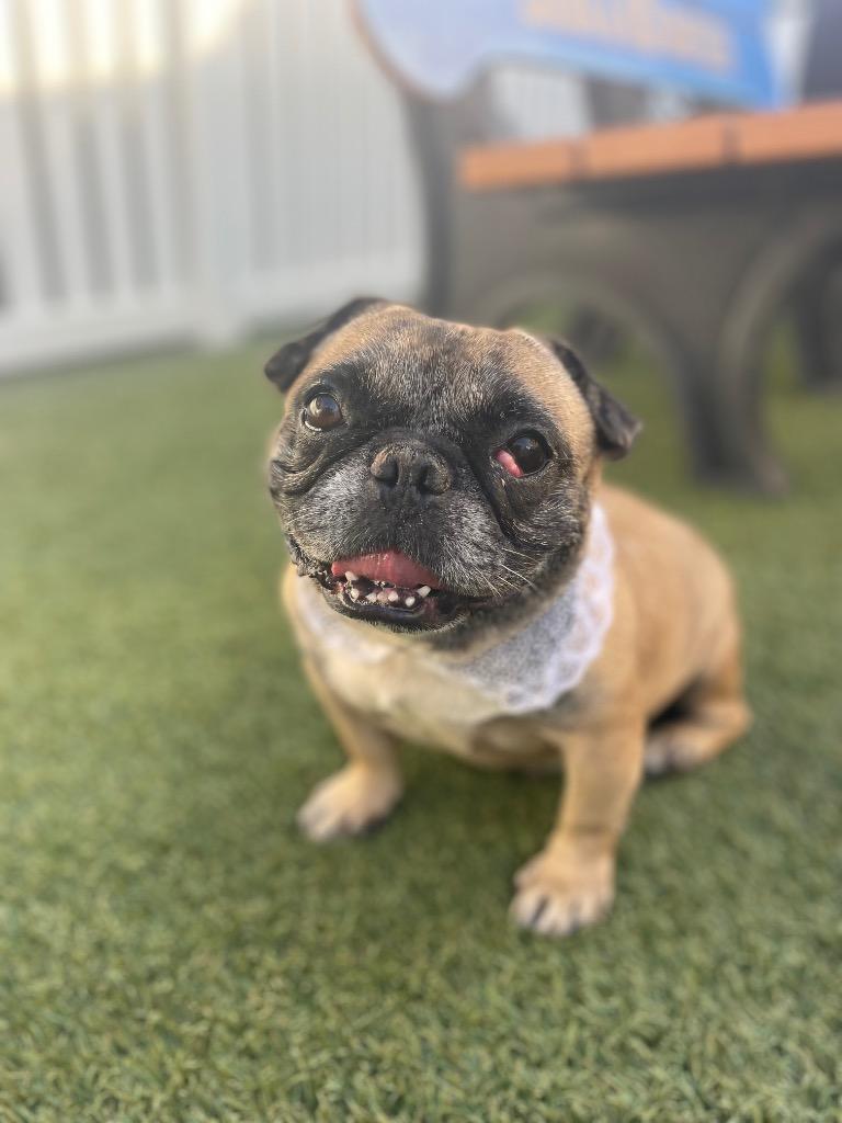 Enlarge Sunkist, a Adoptable mixed breed in Gardena, CA image 1/6