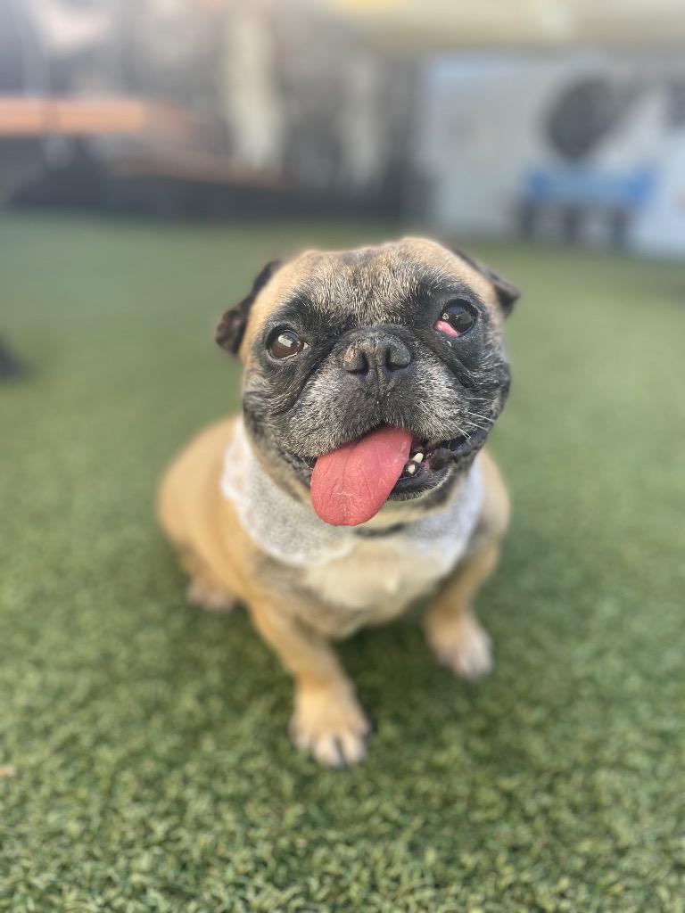 Sunkist, Adoptable, Adult Female Pug & English Bulldog.