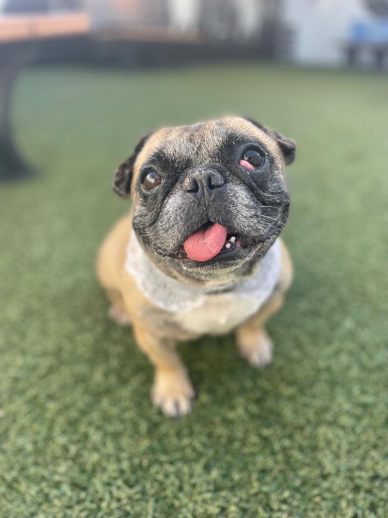 Enlarge Sunkist, a Adoptable mixed breed in Gardena, CA image 3/6