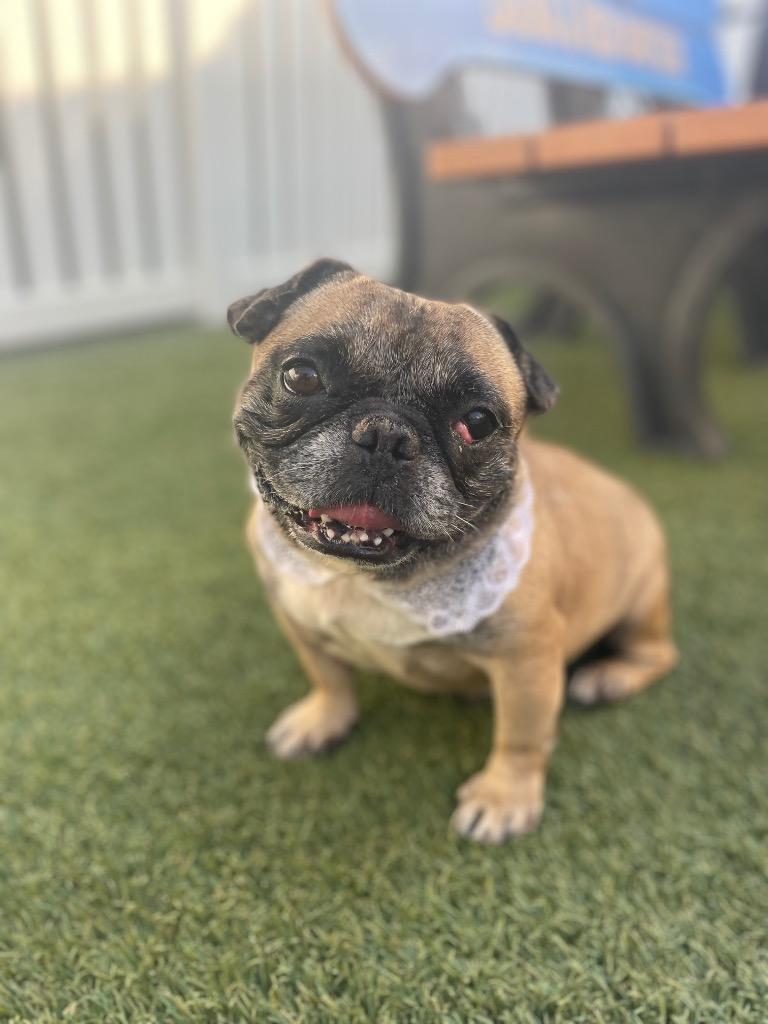 Enlarge Sunkist, a Adoptable mixed breed in Gardena, CA image 3/6