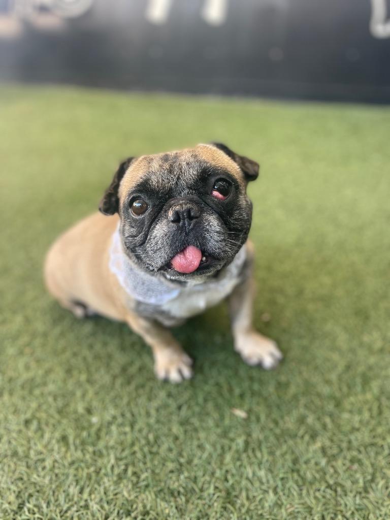 Enlarge Sunkist, a Adoptable mixed breed in Gardena, CA image 6/6