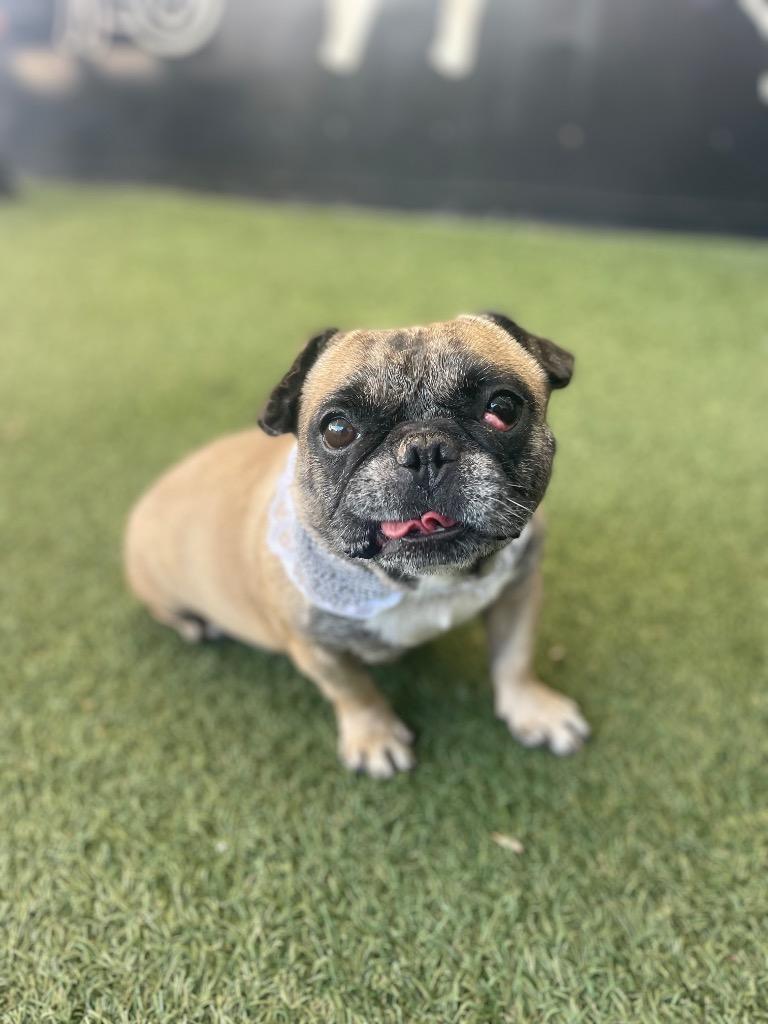 Enlarge Sunkist, a Adoptable mixed breed in Gardena, CA image 6/6