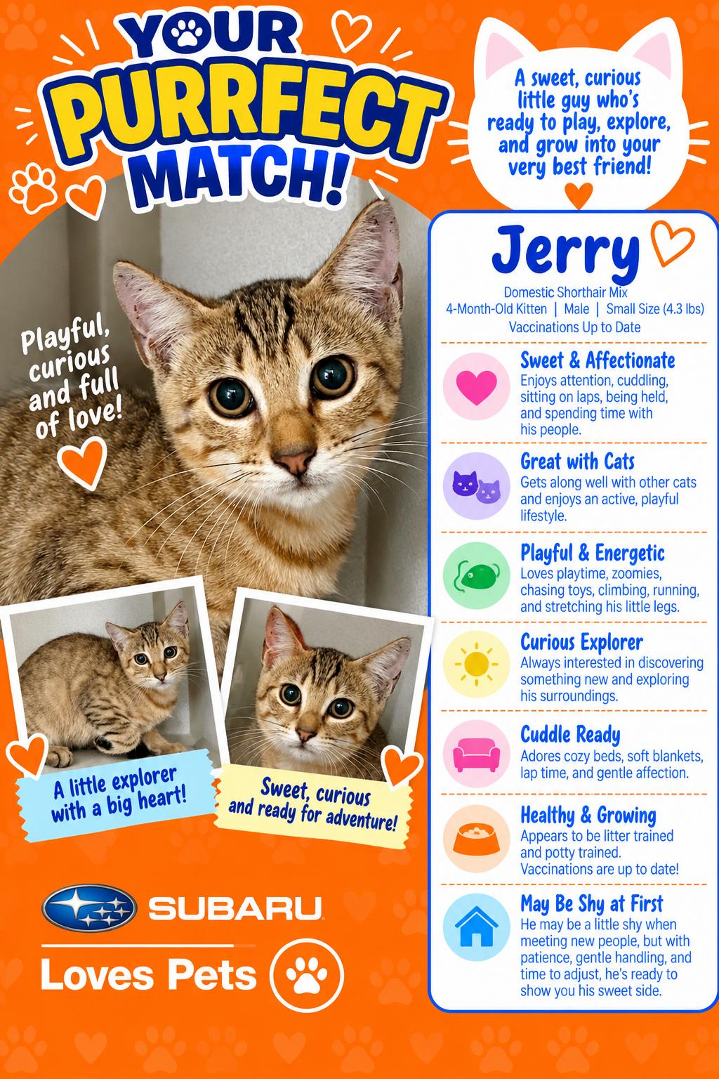 Enlarge Jerry, a Adopted Domestic Short Hair in Winter Haven, FL image 1/3