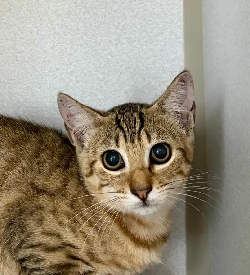 Enlarge Jerry, a Adopted Domestic Short Hair in Winter Haven, FL image 2/3
