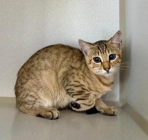 Enlarge Jerry, a Adopted Domestic Short Hair in Winter Haven, FL image 3/3