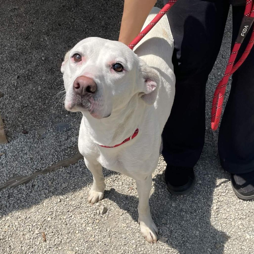 ButterScotch, Adoptable, Adult Female American Staffordshire Terrier & Mixed Breed.