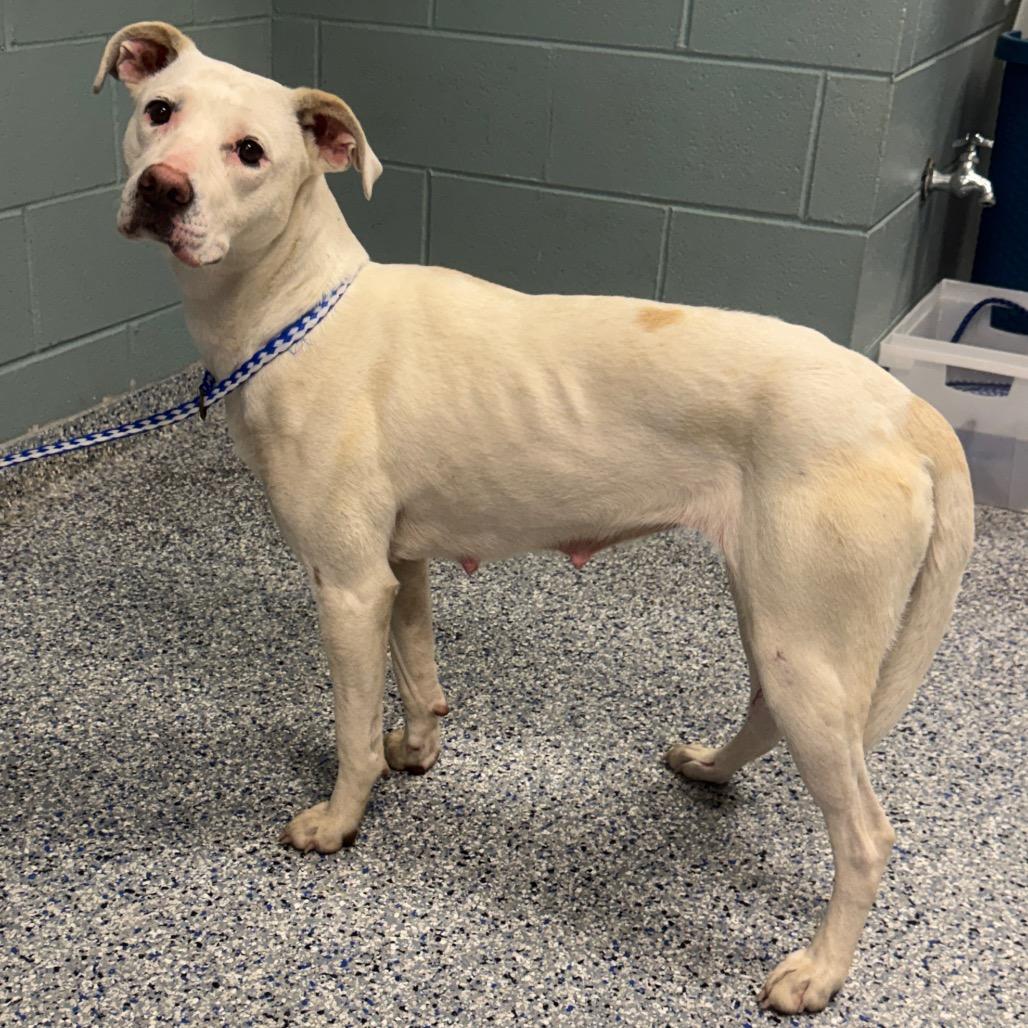 Enlarge ButterScotch, a Adoptable mixed breed in Greenville, SC image 2/6