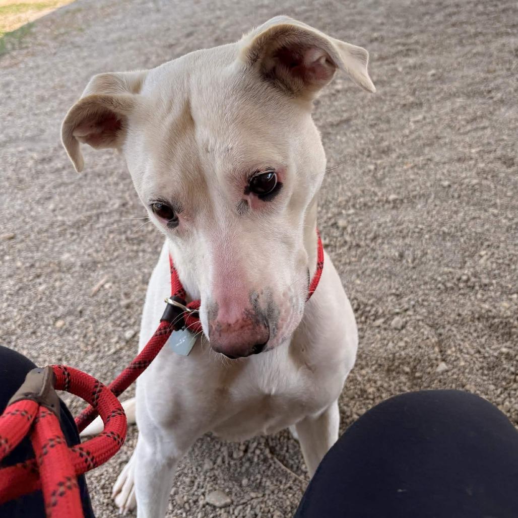 Enlarge ButterScotch, a Adoptable mixed breed in Greenville, SC image 3/6