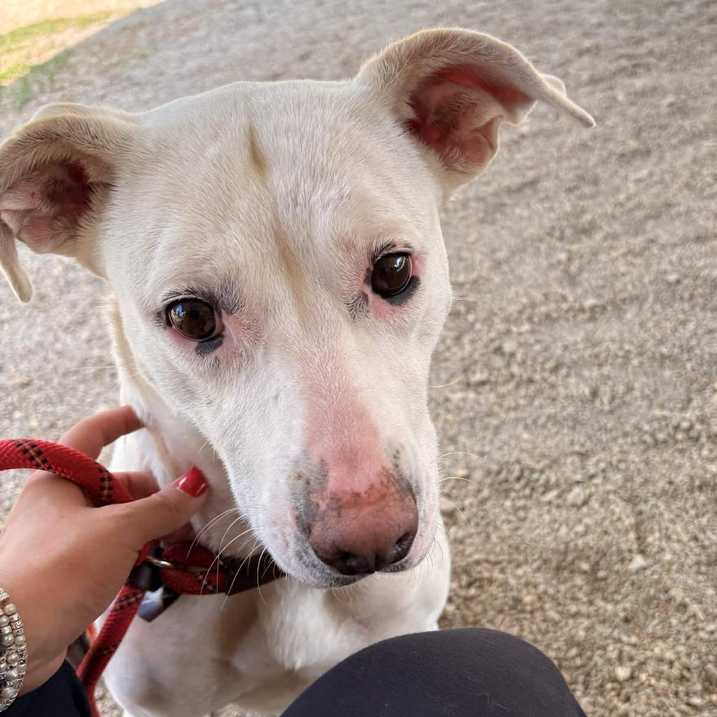 Enlarge ButterScotch, a Adoptable mixed breed in Greenville, SC image 4/6