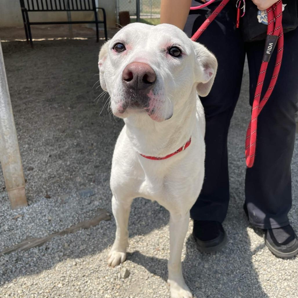 Enlarge ButterScotch, a Adoptable mixed breed in Greenville, SC image 5/6