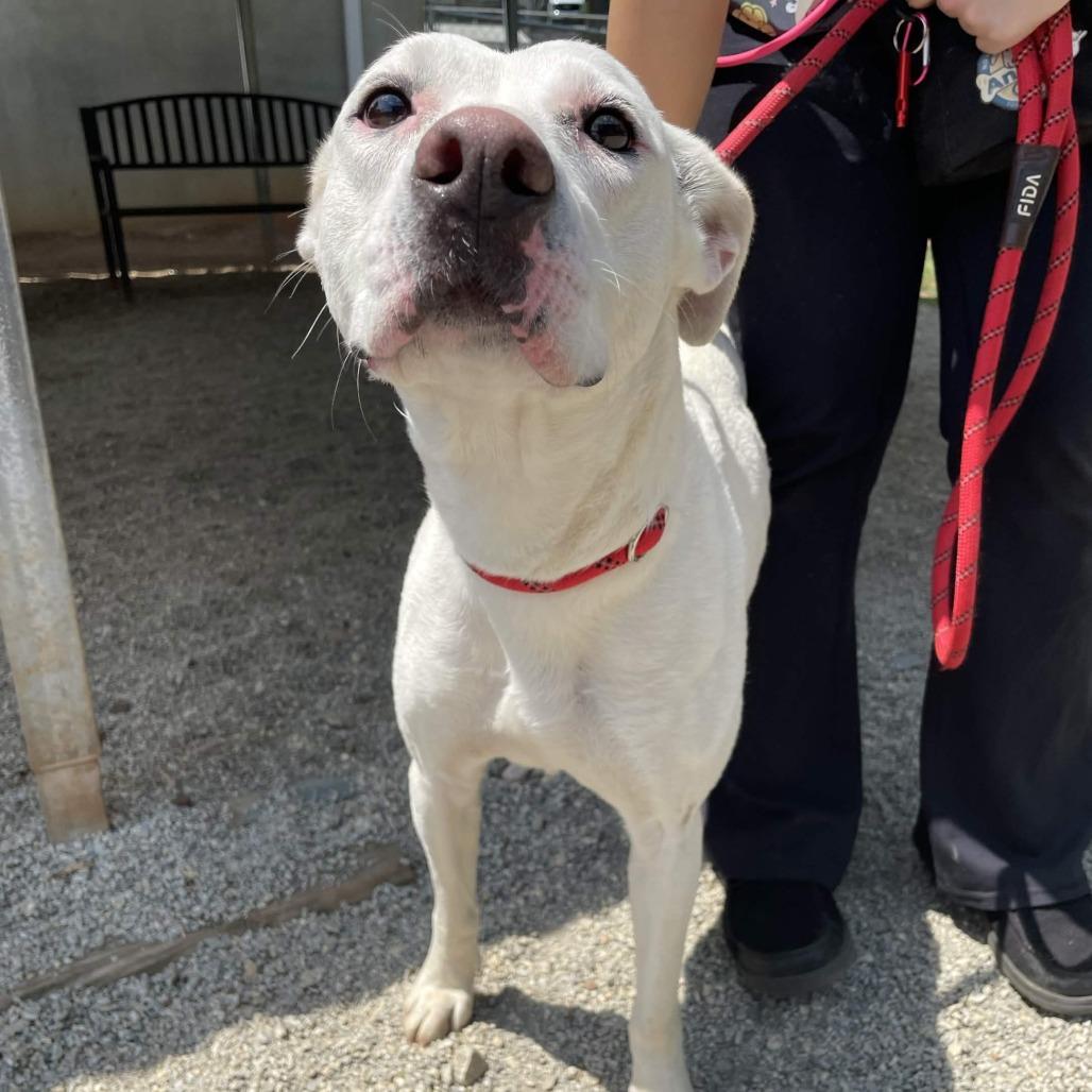 Enlarge ButterScotch, a Adoptable mixed breed in Greenville, SC image 6/6