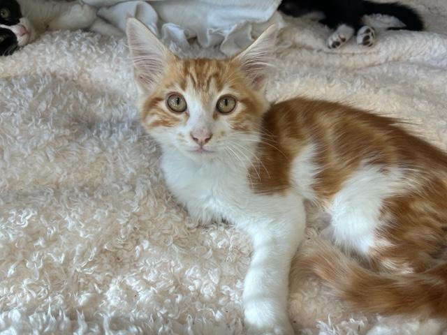 Meat Loaf my Super Lover, an adoptable Domestic Medium Hair, Maine Coon in Eagle Point, OR, 97524 | Photo Image 3