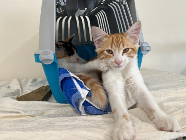 Meat Loaf my Super Lover, an adoptable Domestic Medium Hair, Maine Coon in Eagle Point, OR, 97524 | Photo Image 1