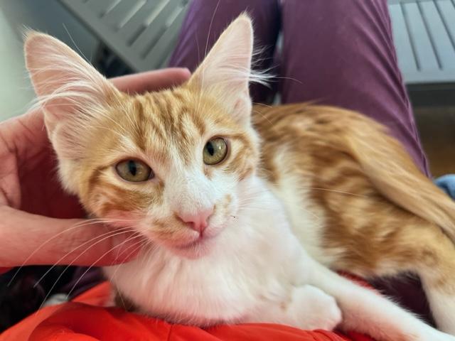 Meat Loaf my Super Lover, an adoptable Domestic Medium Hair, Maine Coon in Eagle Point, OR, 97524 | Photo Image 5