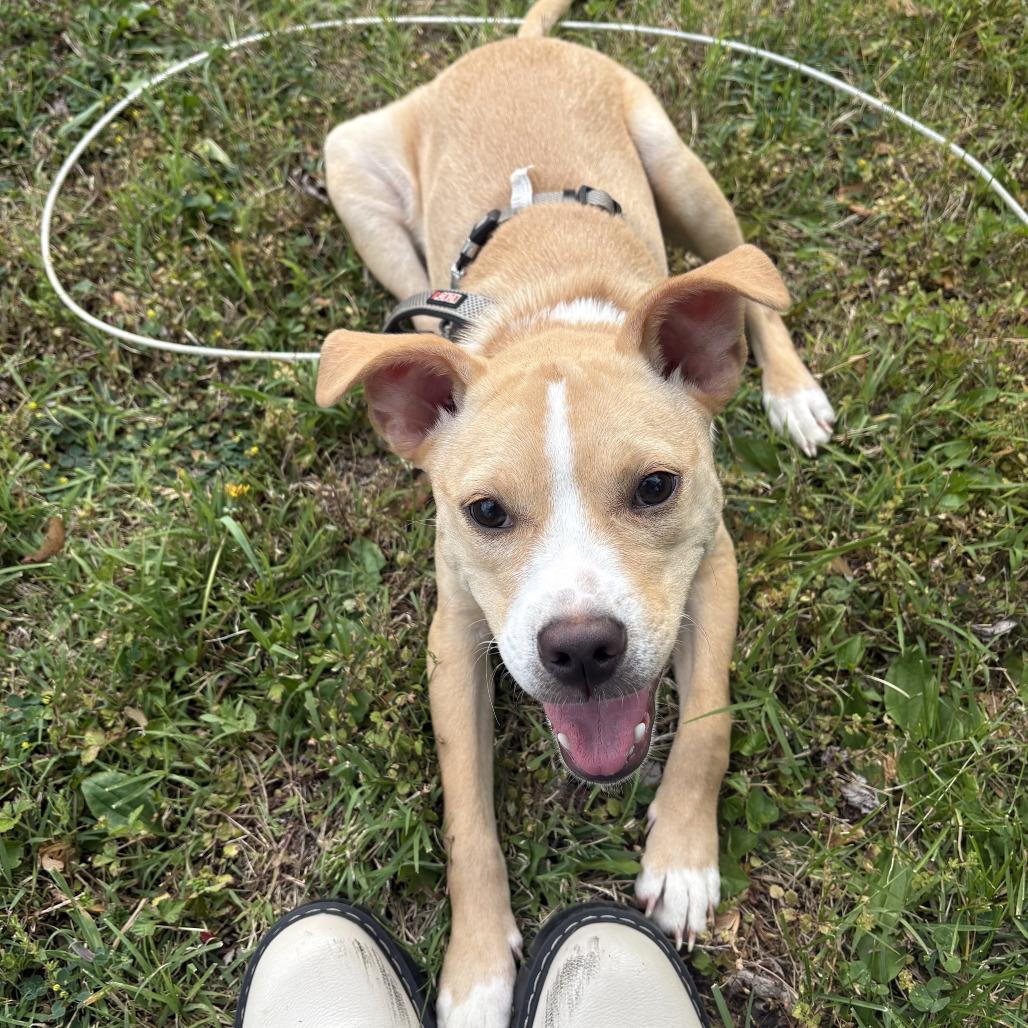 Penelope, a Adoptable mixed breed in Catonsville, MD image 2/6