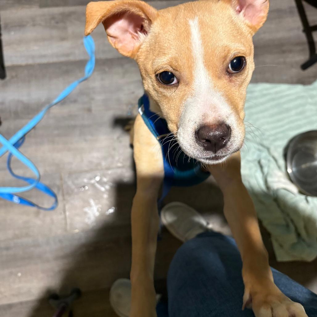 Penelope, a Adoptable mixed breed in Catonsville, MD image 6/6